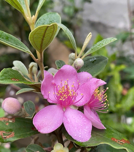 Ngũ bất ngộ thời